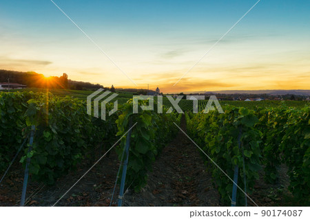 In the Champagne vineyards of Montagne de Reims, Reims, France, row vine grapes. In the Champagne vineyards of Montagne de Reims, Reims, France, row vine grapes. 90174087