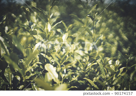 Uji tea leaves 90174157