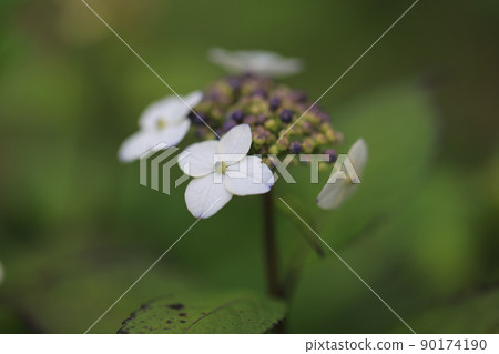 Hydrangea 0269 90174190