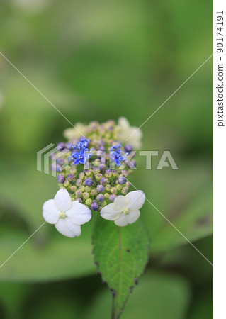 Hydrangea 0270 90174191