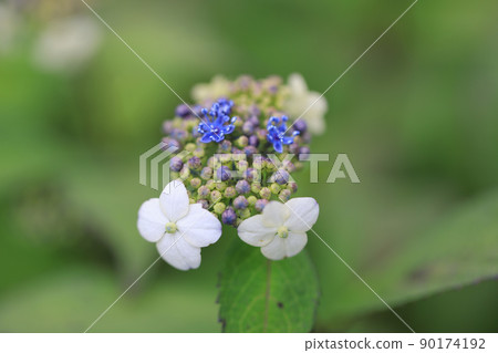Hydrangea 0271 90174192