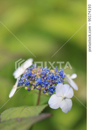 Hydrangea 0272 Hydrangea 0272 90174193