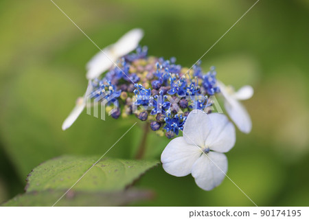 Hydrangea 0274 90174195