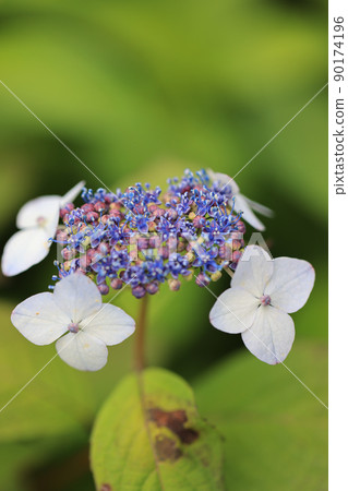 Hydrangea 0275 90174196