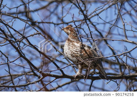 Yezo Raicho Yezo Raicho 90174258