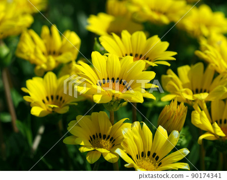 Gazania rigens Gazania rigens 90174341