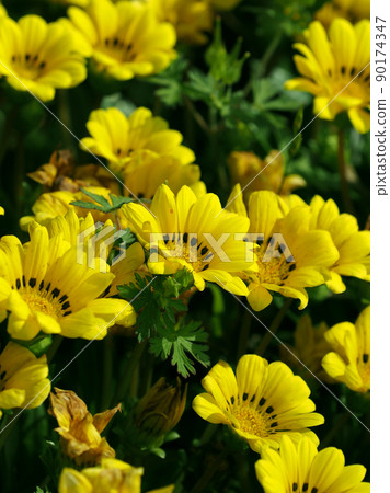 Gazania rigens 90174347