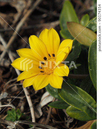 Gazania rigens Gazania rigens 90174354