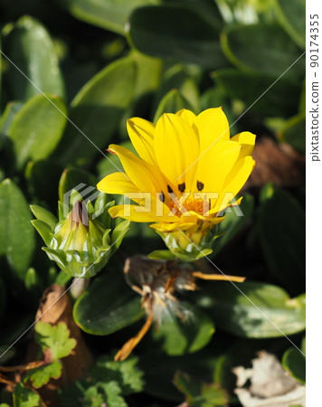 Gazania rigens 90174355