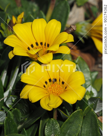 Gazania rigens 90174362