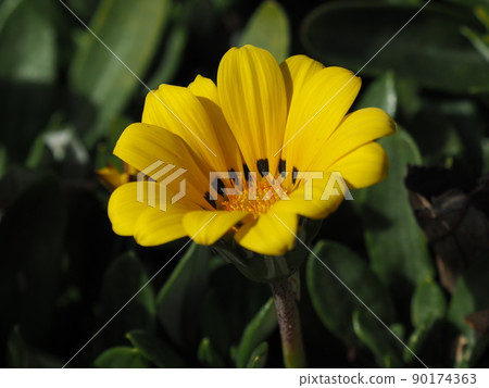 Gazania rigens 90174363