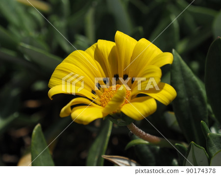 Gazania rigens 90174378
