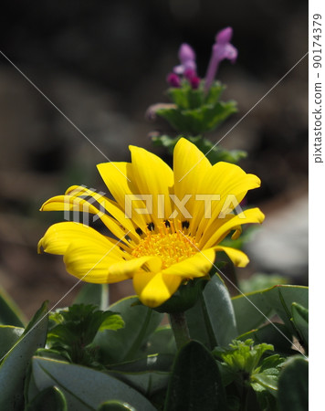 Gazania rigens Gazania rigens 90174379