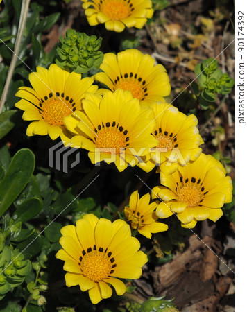 Gazania rigens 90174392