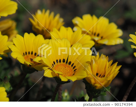 Gazania rigens 90174394
