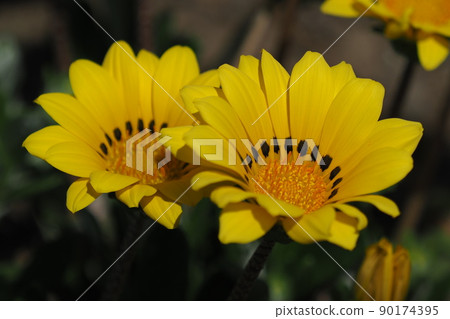 雜色菊 雜色菊 90174395