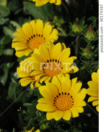 雜色菊 雜色菊 90174397