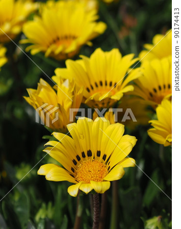 Gazania rigens Gazania rigens 90174413
