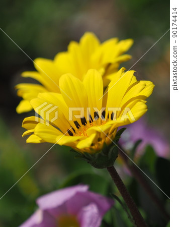 Gazania rigens Gazania rigens 90174414