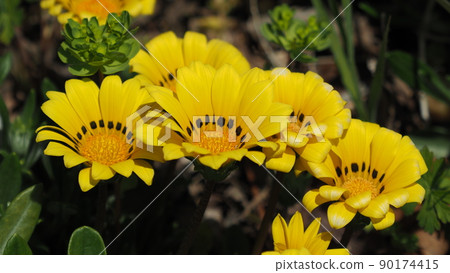 Gazania rigens Gazania rigens 90174415