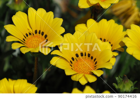 Gazania rigens Gazania rigens 90174416