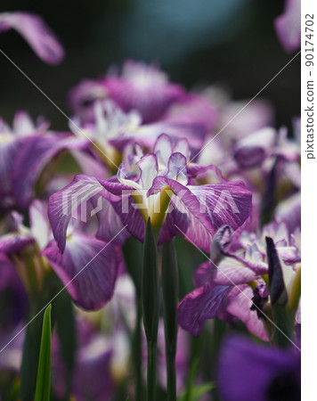 鳶尾花 90174702
