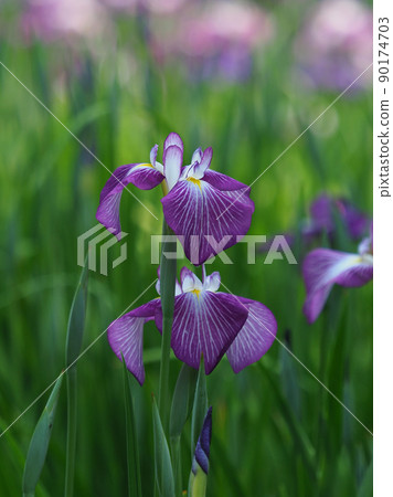 Iris Iris 90174703