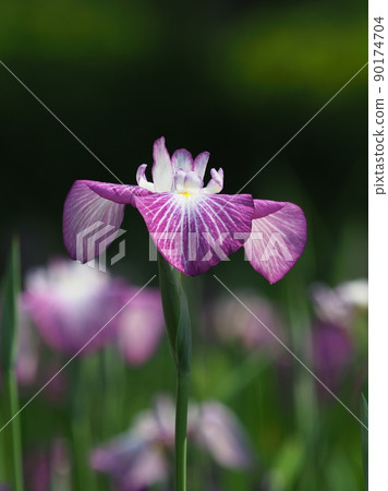 Iris 90174704