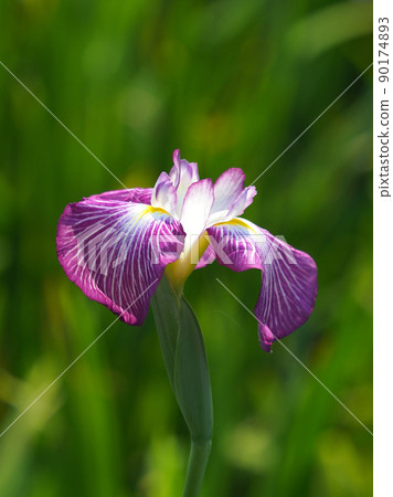 japanese iris, iris, flower 90174893
