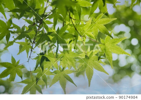 Kaede's summer is full of greenery. Kaede's summer is full of greenery. 90174984