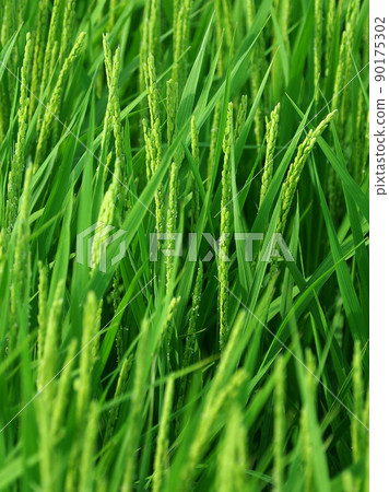 Agricultural image (rice farming) 90175302