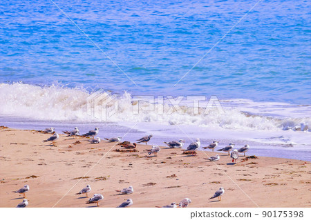 A herd of black-tailed gulls playing on a sandy beach A herd of black-tailed gulls playing on a sandy beach 90175398