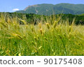 A wheat field in the mountains that has begun to grow 90175408