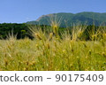 A wheat field in the mountains that has begun to grow 90175409