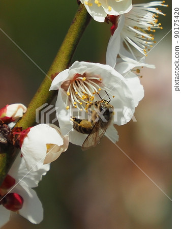 Plums and bees (Photo: Dazaifu) Plums and bees (Photo: Dazaifu) 90175420