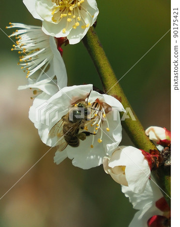 Plums and bees (Photo: Dazaifu) 90175421