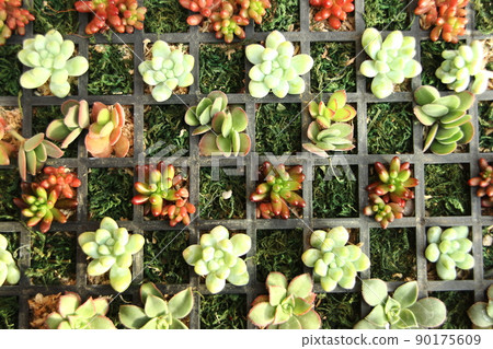 多汁植物 90175609