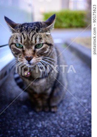 在停車場的襯裙貓 90175623