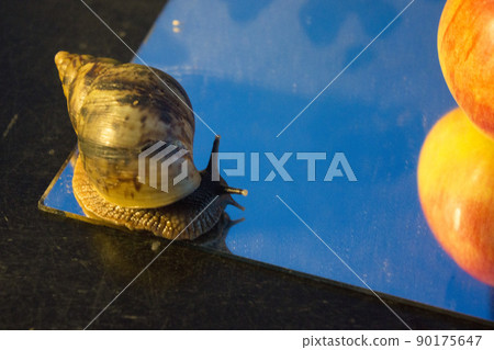 giant snail on a mirror with Mandarin giant snail on a mirror with Mandarin 90175647