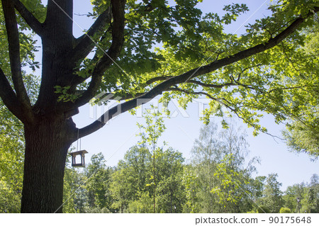 Hanging birdhouse on a tree. Feed for wild birds. Wooden house for birds. Feed the birds. Box without walls. Bread and crackers in the feeder. Spring Park Hanging birdhouse on a tree. Feed for wild birds. Wooden house for birds. Feed the birds. Box without walls. Bread and crackers in the feeder. Spring Park 90175648