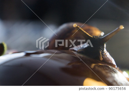 The large snail looks in the frame, close up 90175656