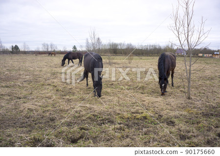 Horses at green pastures of horse farms withered grass Horses at green pastures of horse farms withered grass 90175660