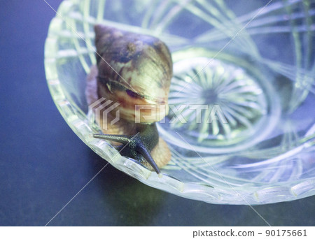 giant snail crawling on a crystal vase giant snail crawling on a crystal vase 90175661