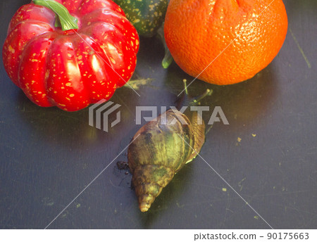 giant snail to choose between pumpkin and Mandarin giant snail to choose between pumpkin and Mandarin 90175663