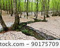 Fresh green beech forest and sculpture of remaining snow 90175709