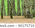 Fresh green beech forest green 90175710