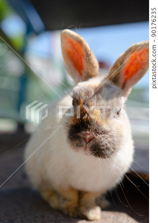一隻兔子 一隻兔子 90176235