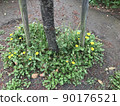 在公園裡發現的蒲公英聚集地 90176521