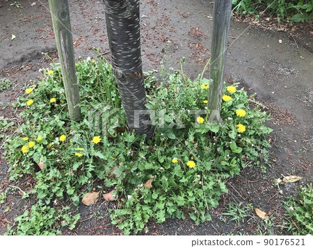 在公園裡發現的蒲公英聚集地 90176521