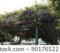 公園裡發現的紫藤花 90176522